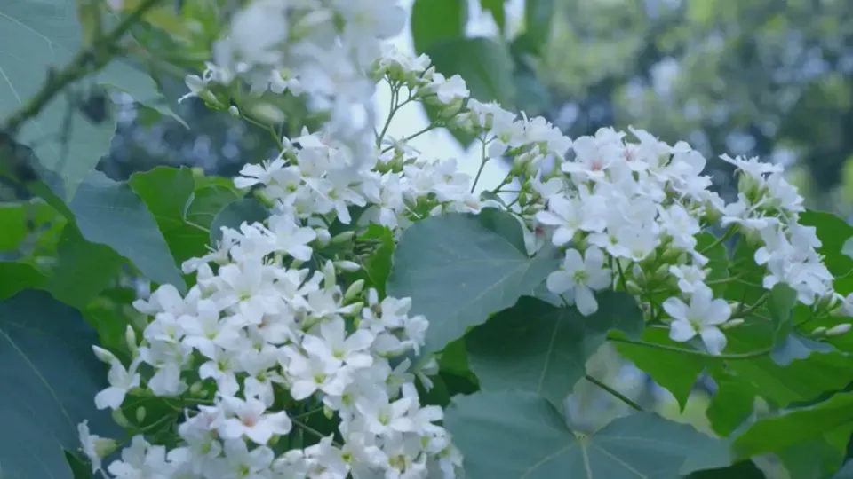 The Tung Trees - Man and Trees Ep.6