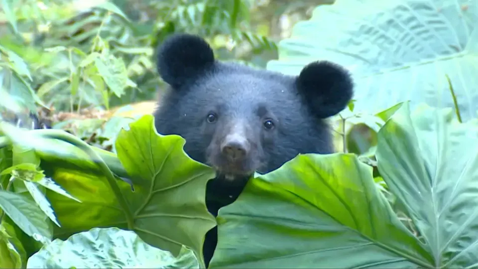 Orphans of the Earth: Saving Formosan Black Bears