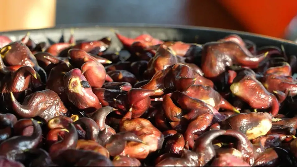How Chestnuts Saved Lives, from Human to All Those Flying Around Them!