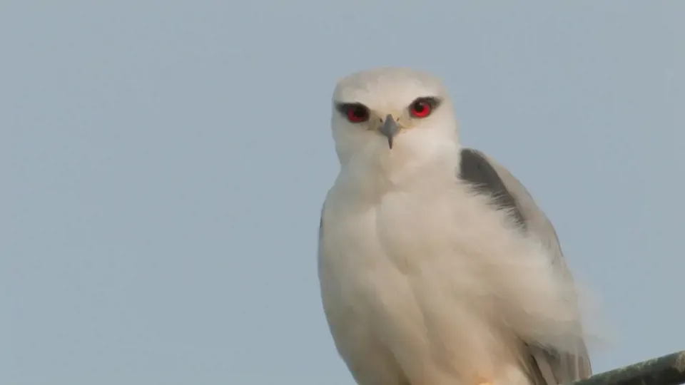 Amazing Wildlife: Foraging Black-Winged Kites Ep3