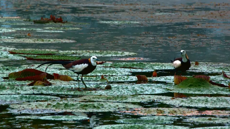 Wild Birds: Pheasant-Tailed Jacana