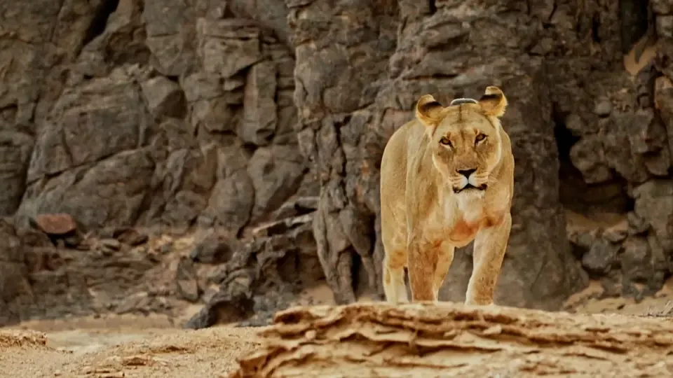 Vanishing Kings: Lions of the Namib Desert