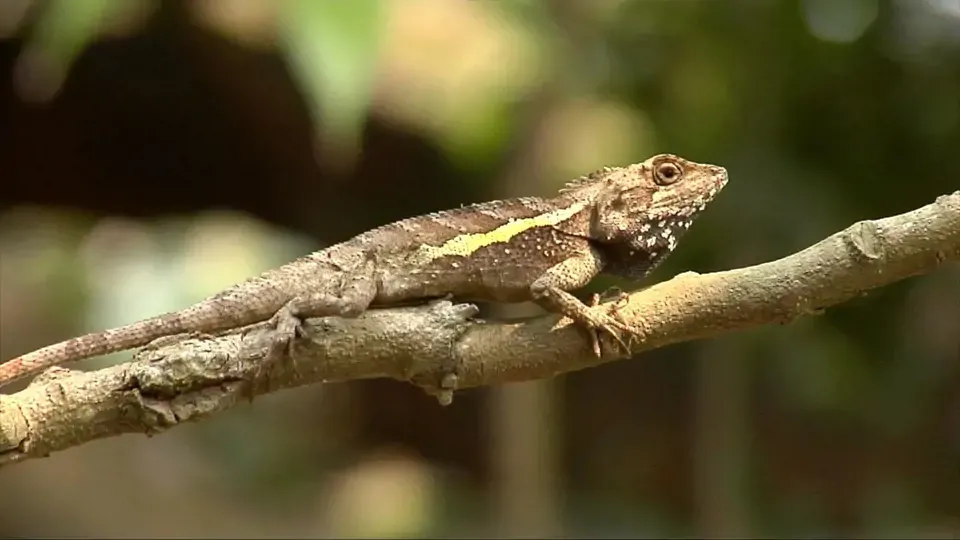 Animal Magicians EP2: Perfect Camouflage