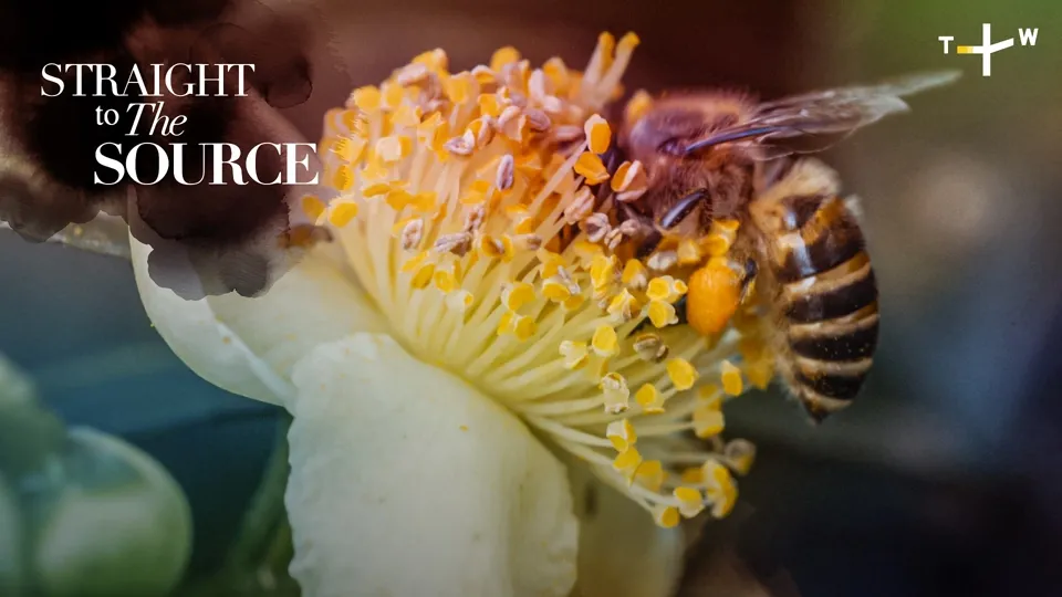 Bee Pollen: How This Superfood is Harvested in Taiwan Ep1