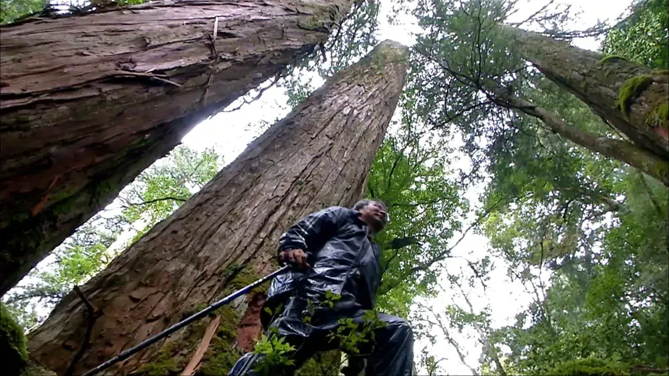 Our Island: Taiwan's Giant Trees