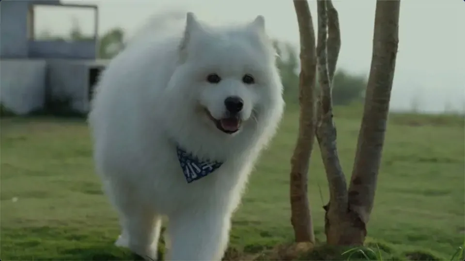 Pup Nation: The Rising Stars Ep4