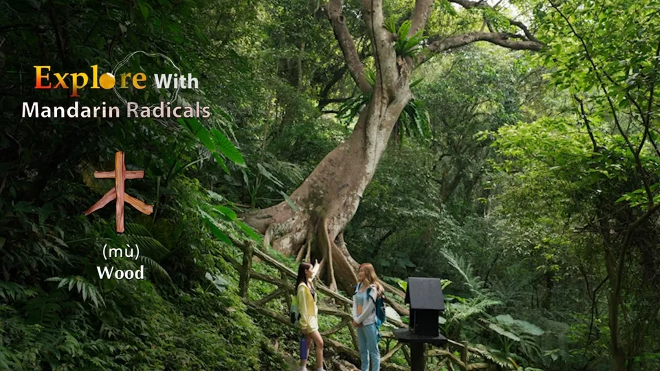 Wood Radicals Represent the Beauty of Nature! - Explore With Mandarin Radicals Ep5