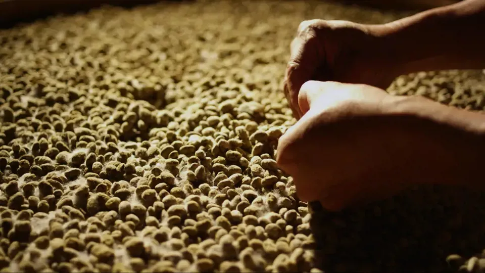 Taiwan's Food Delights - Pure and Natural Brewing Ep19