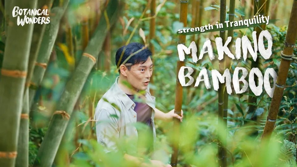 Makino Bamboo The Eco-Friendly Essential of the Tayal - Botanical Wonders Ep5