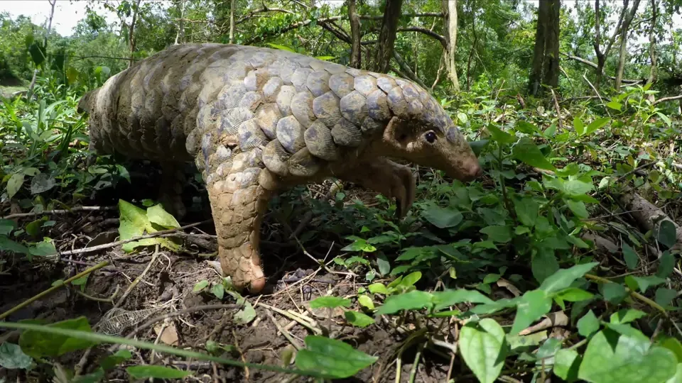 Secrets of The Pangolin - EP3: The Future