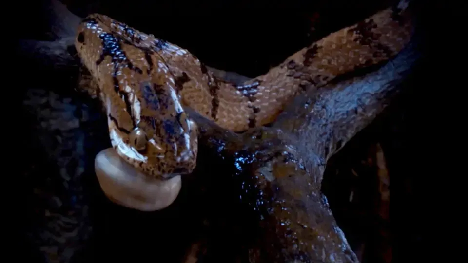 The Small Big: Taiwan Pareas Atayal