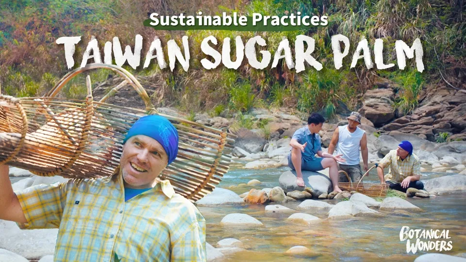How the Tsou Use Taiwan Sugar Palm - Botanical Wonders Ep7