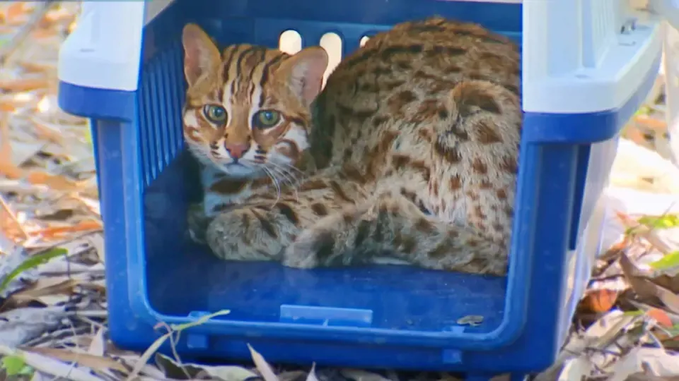 Orphans of the Earth: Life and Death of Taiwan Leopard Cat