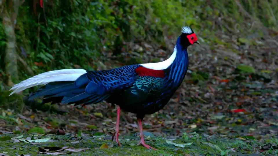 Wild Birds: Swinhoe's Pheasant