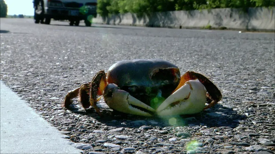 Ocean: Land Crab Crisis