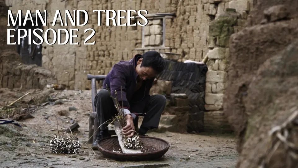 Tallow Trees in Hakka Tradition: A Tree for All Seasons - Man and Trees Ep.2