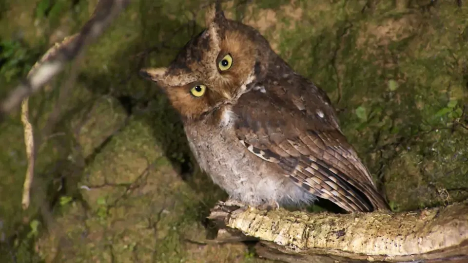 Amazing Wildlife: Nightly Forage of Mountain Scops Owls Ep5