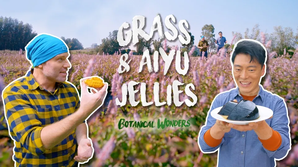 How Taiwan’s Plants Create Jellies Everyone Can Enjoy - Botanical Wonders Ep4