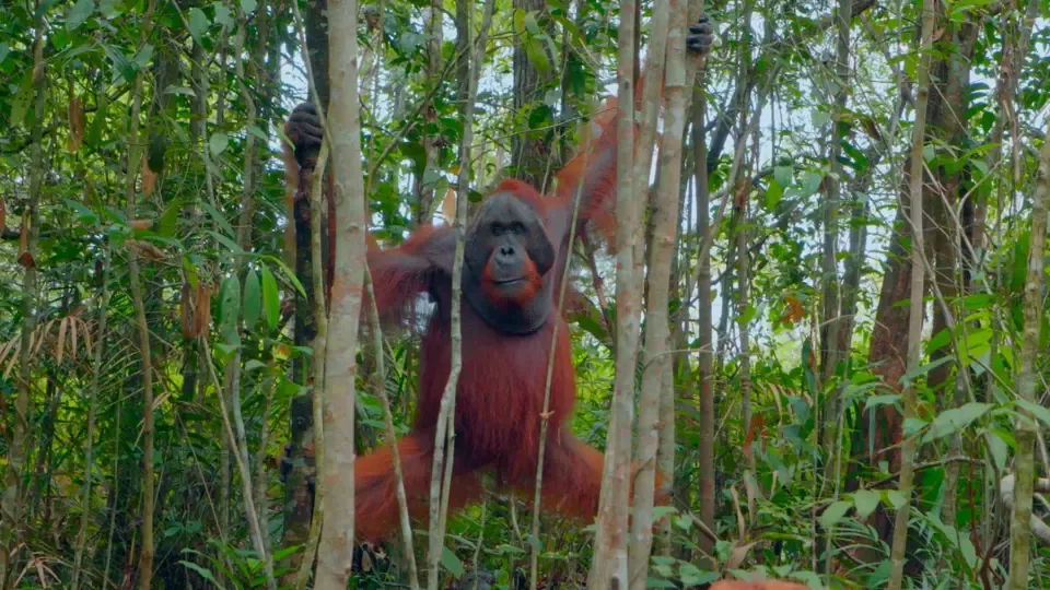 Vanishing Kings: Orangutan of Borneo