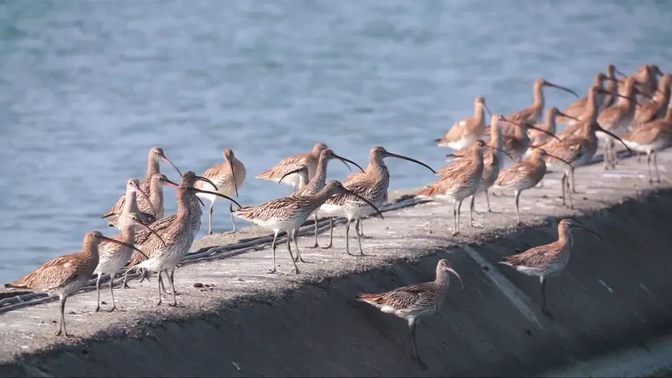 Traveling with Eurasian Curlews - Full Episode