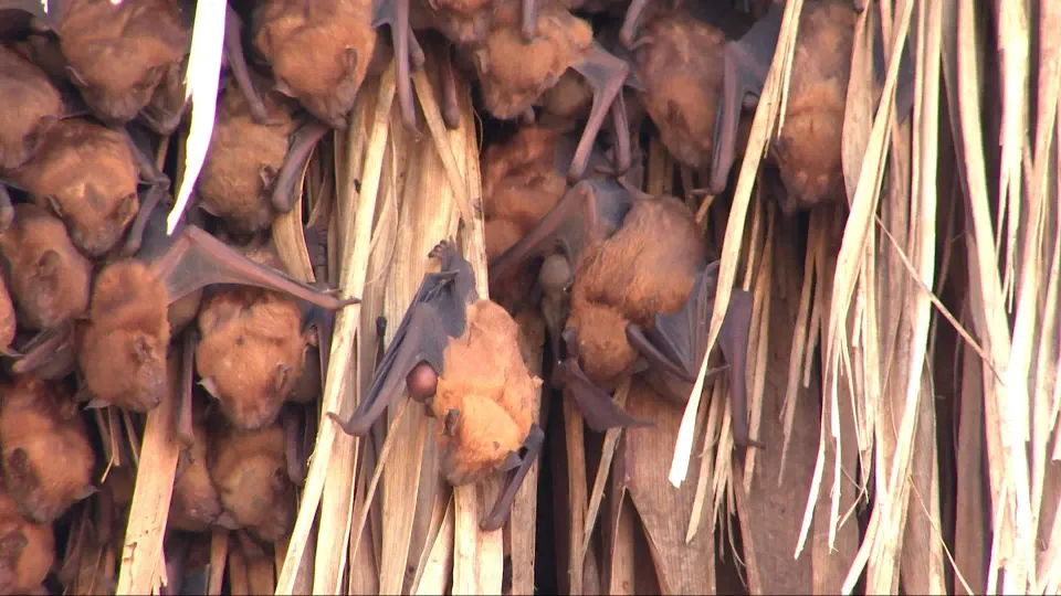 Our Island: People Who Protect Bats