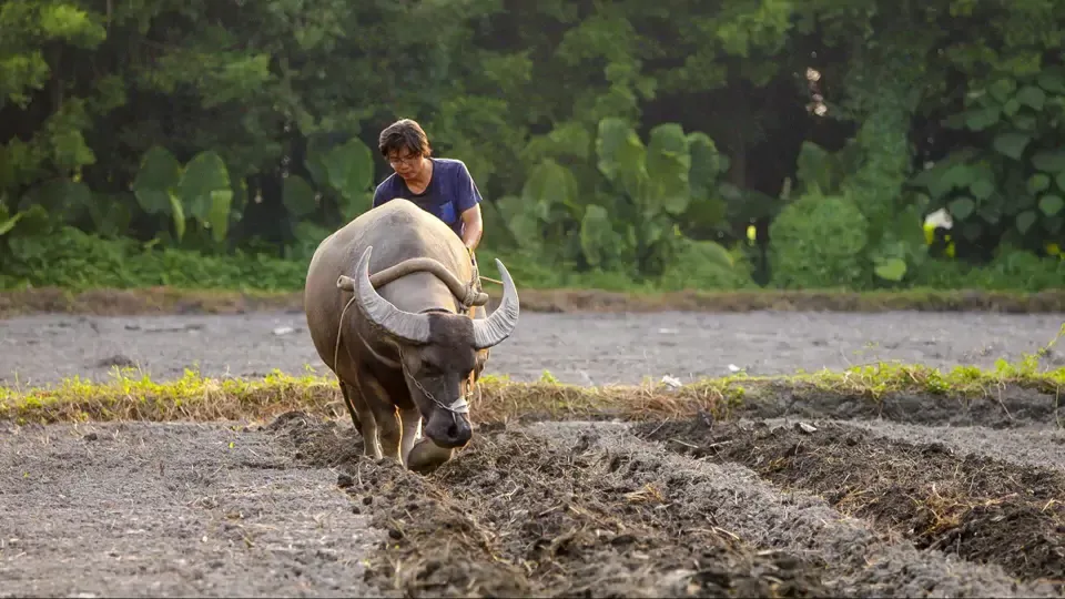 Our Island: Bringing Cattle Back to Farm