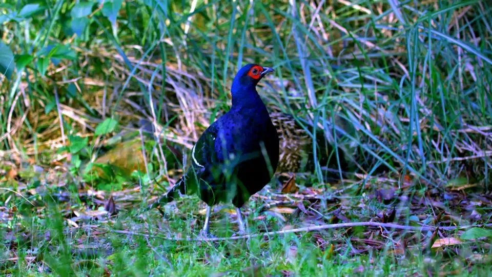 Wild Birds: Mikado Pheasant