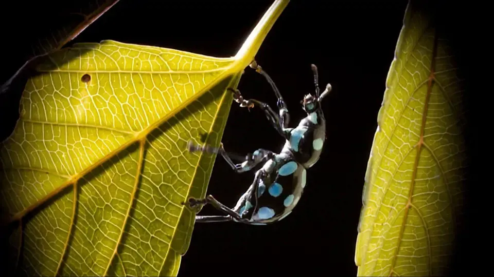 The Small Big: Taiwanese Flightless Weevil