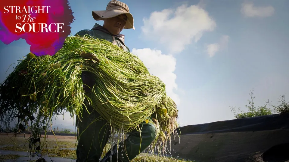 White Water Snowflake is a Distinctly Taiwanese-Straight to the Source S2 Ep. 9