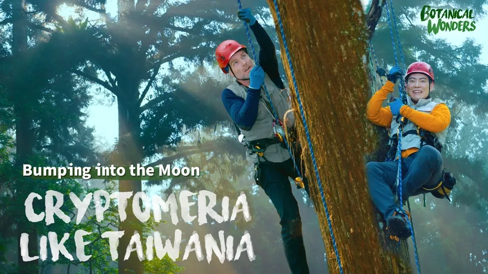 The Bustling Life of the Taiwania Tree - Botanical Wonders Ep3