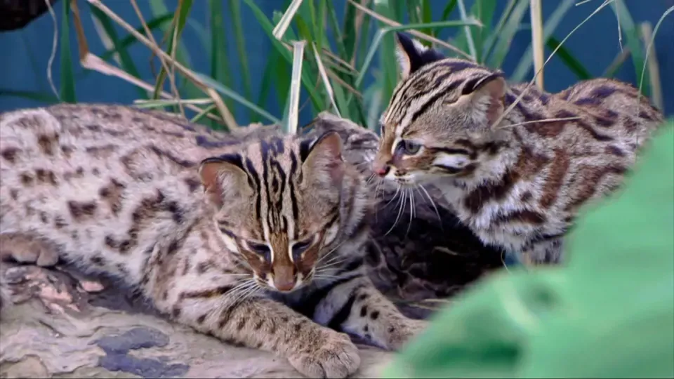 Animal Magicians EP4: The Cradle of Life