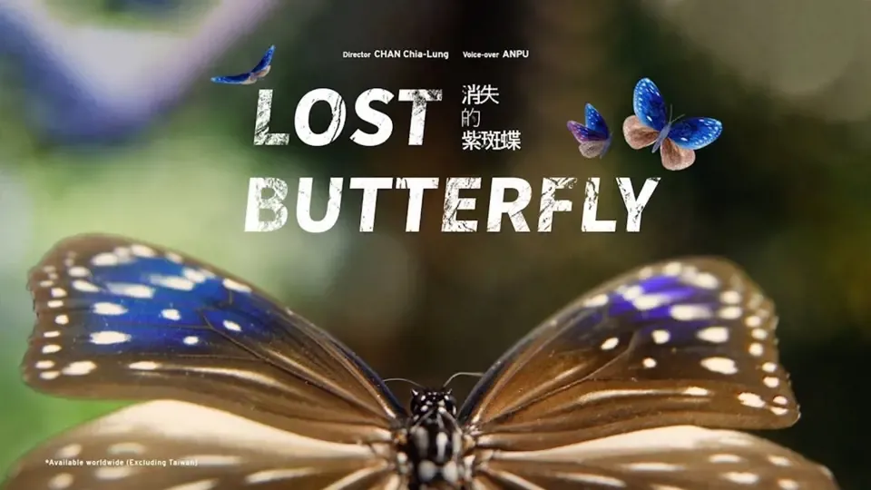 Lost Butterfly