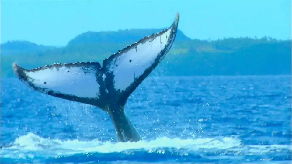 Ocean: Swimming With Humpback Whales