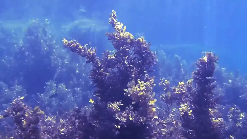 Ocean: Sargassum: Taiwan's Underwater Forest