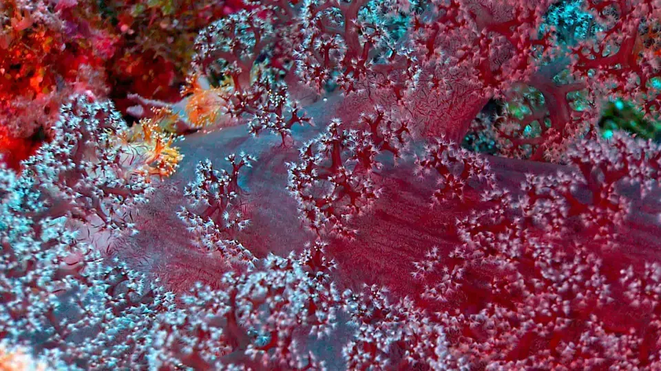 Ocean: Coral Reefs embody Taiwan's natural diversity