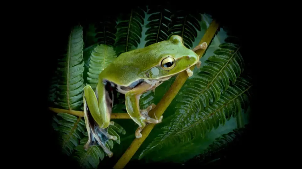 The Small Big: Emerald Tree Frogs