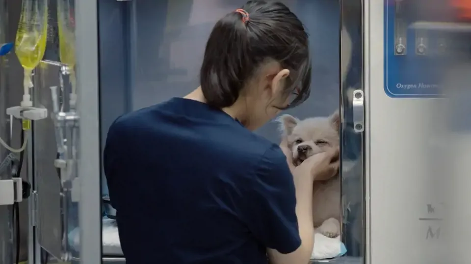 Pup Nation: My Furry Little Patient Ep1