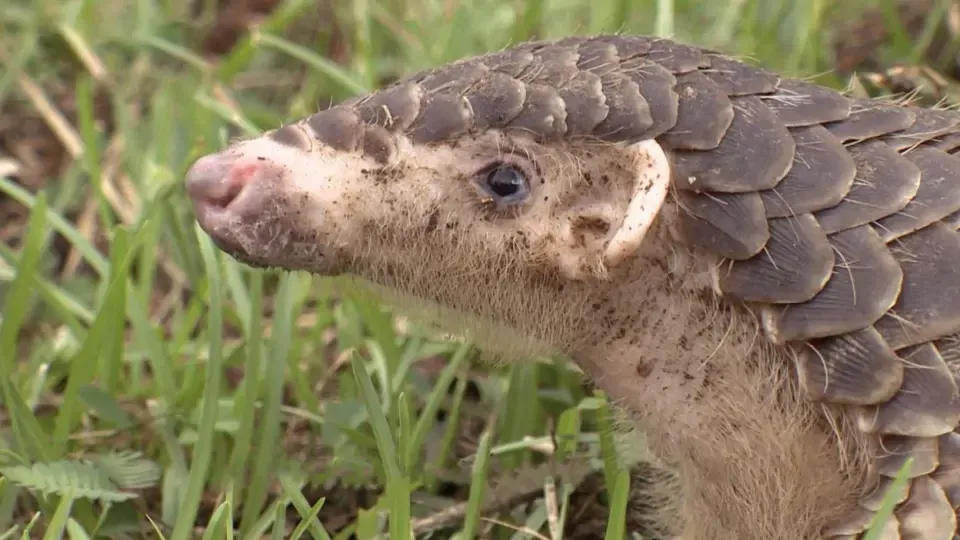 Orphans of the Earth - Elves of Taiwan: Formosan Pangolins