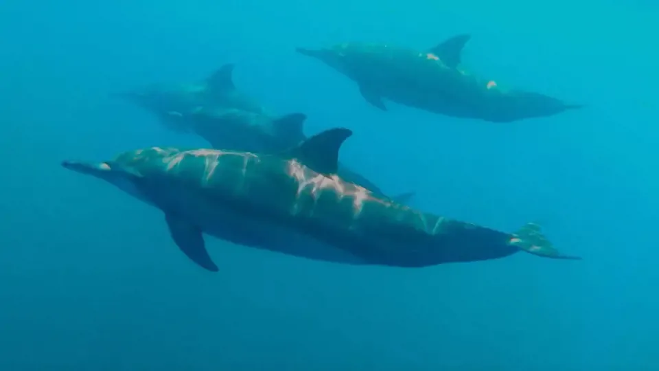 Orphans of the Earth - Elves of Taiwan: Taiwanese Humpback Dolphin