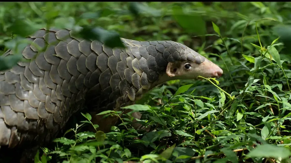 Secrets of The Pangolin - EP1: The Crisis
