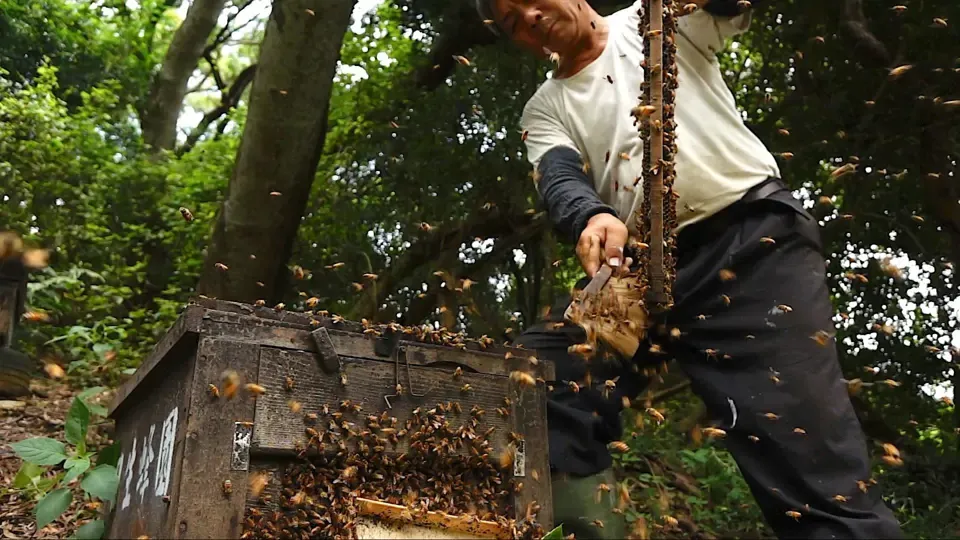 Flying Over the Hakka Village: Every Day is Tung Blossom Season