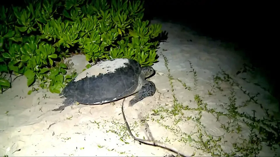 Ocean: Sea Turtles Laying Eggs