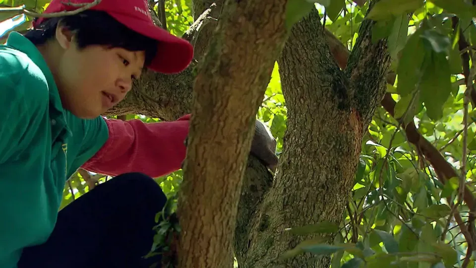 Family Matters: Keeping Wood Fire-Dried Longans Alive Ep5