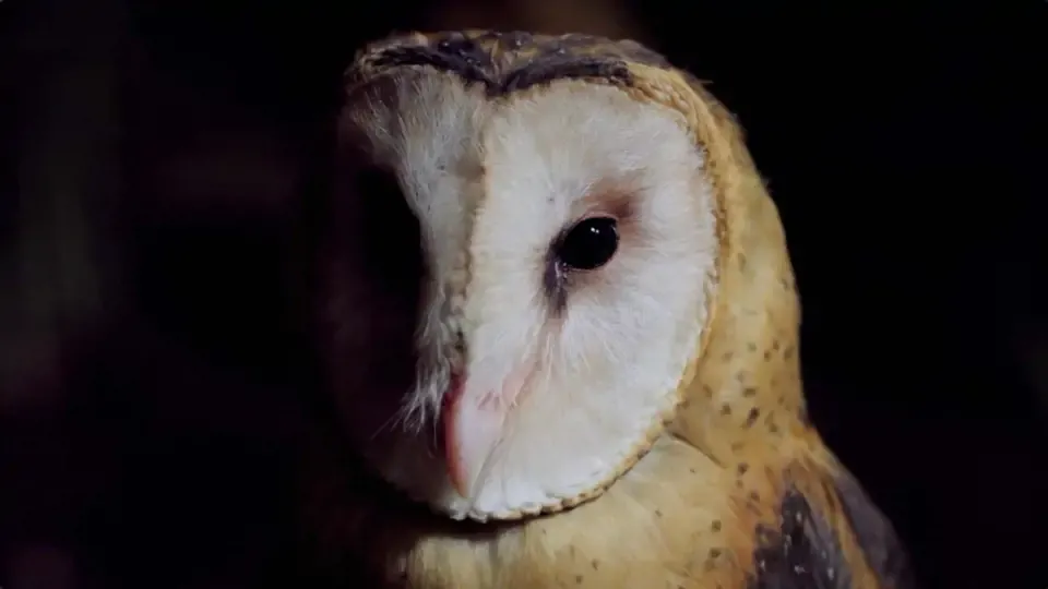 Orphans of the Earth - Elves of Taiwan: Taiwan Grass Owls