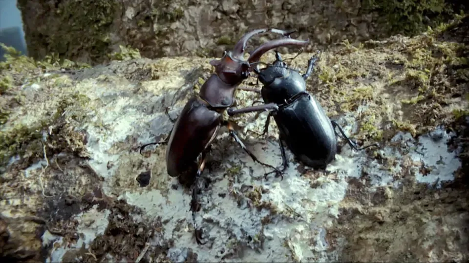 The Small Big: Taiwanese Stag Beetle