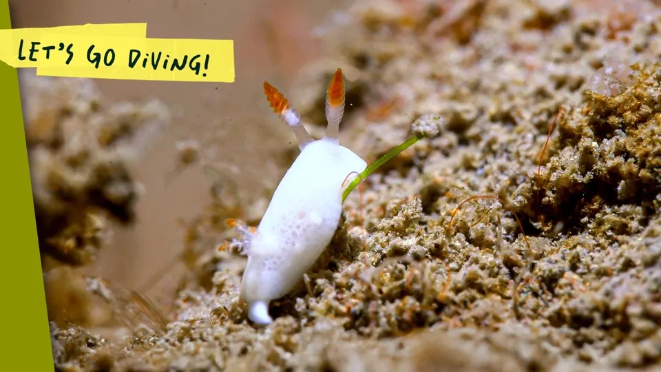 Diving for Pokémon Along Taiwan’s Northern Coast - Let’s Go Diving!  Ep7