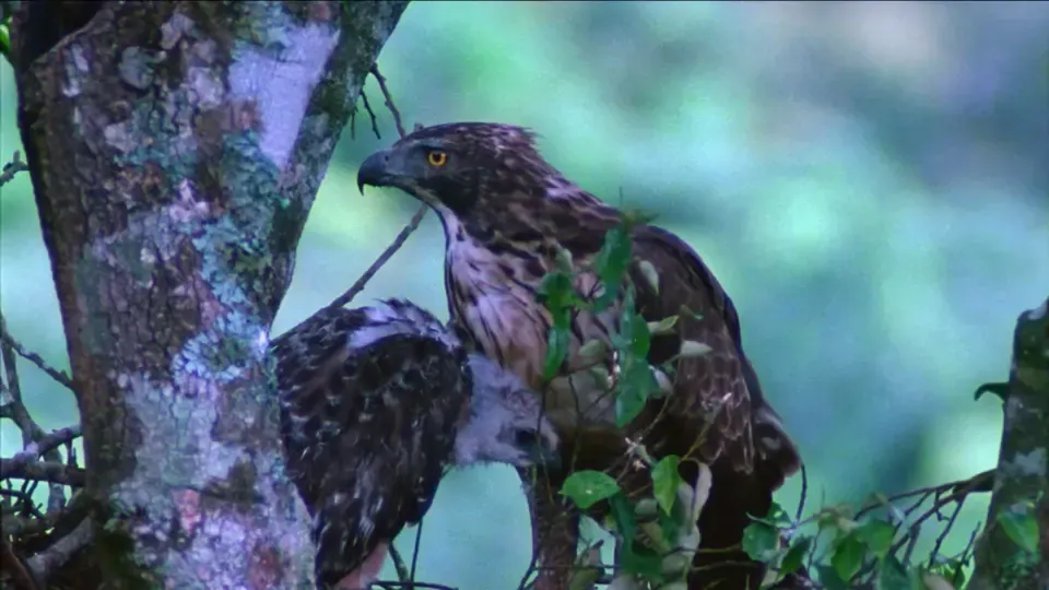 Wild Birds: Mountain Hawk-Eagle