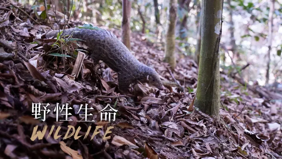 Guardians of Formosa: Wildlife