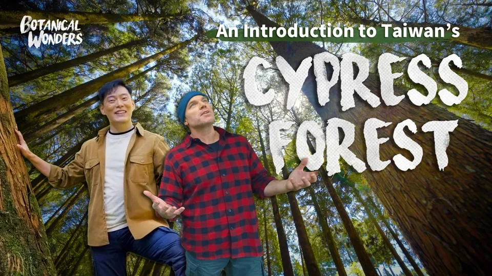 An Introduction to Taiwan’s Cypress Forest - Botanical Wonders Ep1