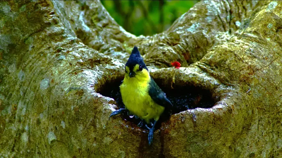 Wild Birds: Bird Bath